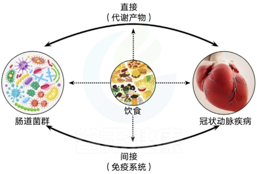 肠道菌群与心血管及免疫系统的关系
